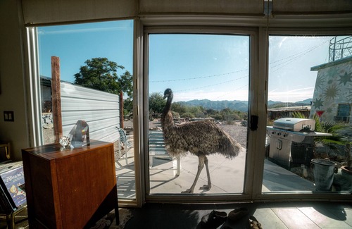 Morongo Valley House | Entire 5 Acre Kaleidoscope Desert Animal & Art Sanctuary. Sleeps 10.