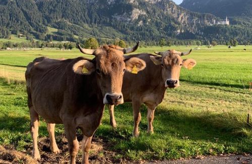 Prem Apartment | Erholsamer Traumurlaub wo auf Bergen Schlößer wachsen