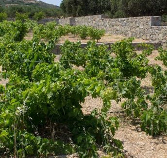 Vigla Apartment | Esperides Stone Houses