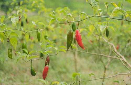 Silva Jardim House | Fazenda Dos Cordeiros