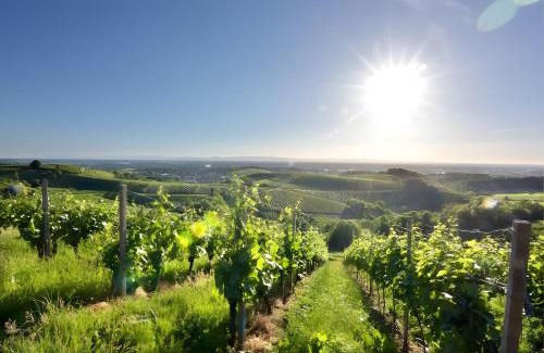 Offenburg Apartment | Fewos Weingut Pieper Basler