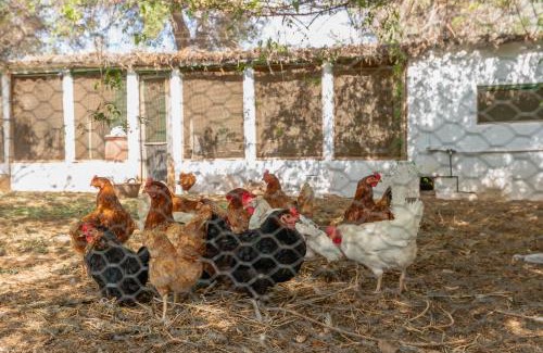 Santa Maria del Cami House | Finca Can Lluc