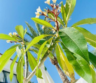 Alhaurin el Grande Bed & Breakfast | Finca Mil Estrellas