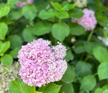 Orikum House | Flower's Home