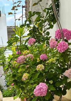 Tirana Apartment | Garden One Bedroom Apartment