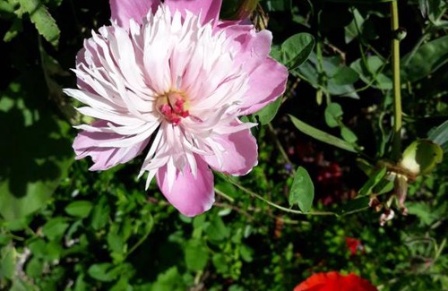 Teningen Apartment | Gartenblick