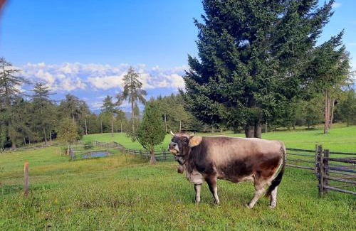 Aldino House | Gasthof Schmiederalm