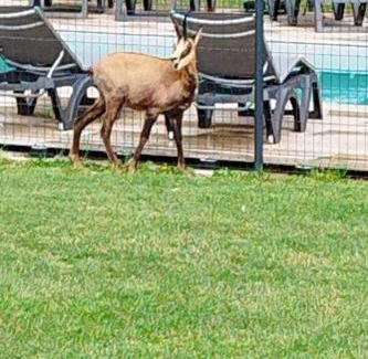 La Chatelaine Apartment | Gite 2 pièces Parc des Chamois piscine chauffée