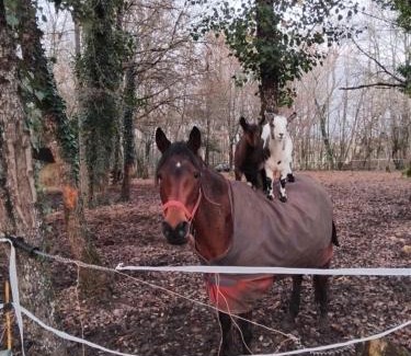 Saint-Aubin-de-Nabirat House | Gite de vacance perigord
