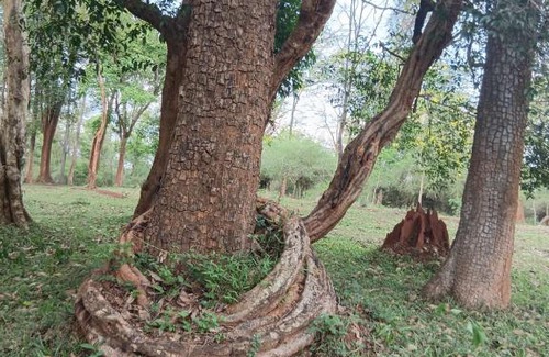 Sulthan Bathery Hotel | Green Heaven Kuruva Wayanad