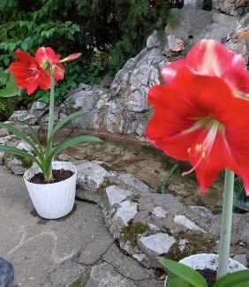 Medijana Apartment | Happy Star