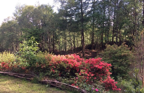 Glenborrodale Cabin | Hideaway Cottage privately set in 1 Acre of Wooded grounds on Ardnamurchan Penn