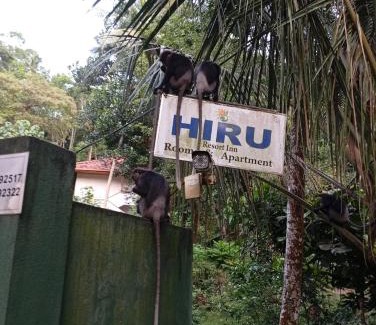 Unawatuna Hotel | Hiru Resort Inn