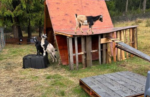 Port Orchard Apartment | Hobby farm with goats and views of horses