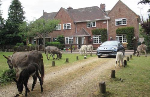 New Forest District House | Hops Main House, Brockenhurst, New Forest