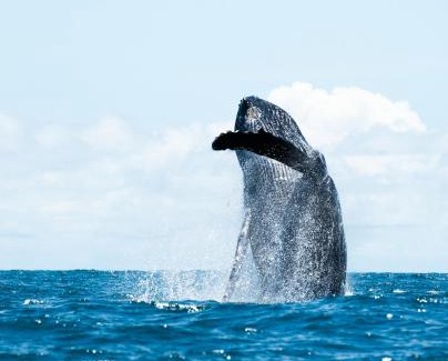 El Valle Hotel | Hotel Kipara