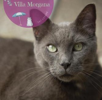 Viareggio Hotel | Hotel Villa Morgana