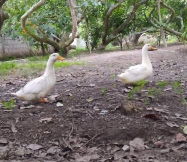 Guayllabamba Bed & Breakfast | house, food pets