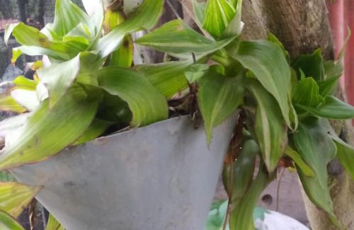 Guayllabamba Bed & Breakfast | house, food pets