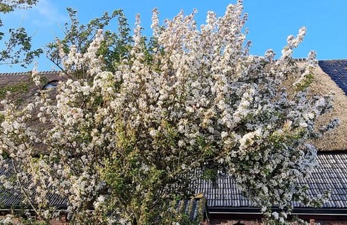 De Cocksdorp Bed & Breakfast | Hunsingo Texel