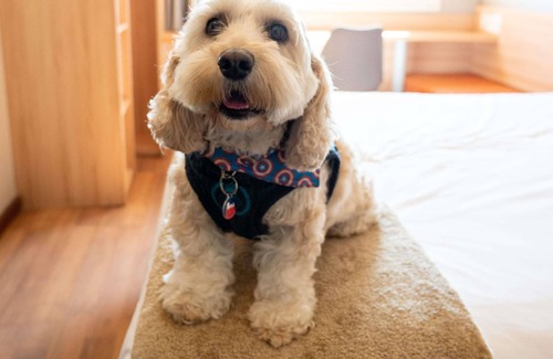 Concepcion Hotel | ibis Concepcion