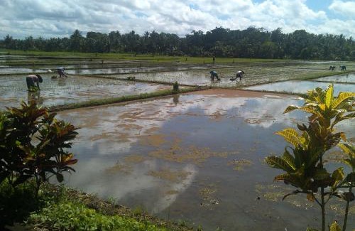 Tabanan House | Ibu Ana Homestay