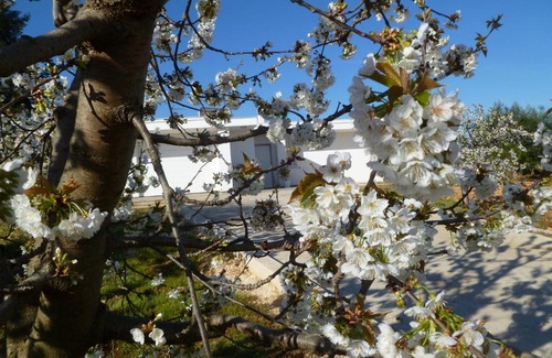 Turi Bed & Breakfast | Il Giardino dei Ciliegi - Turi
