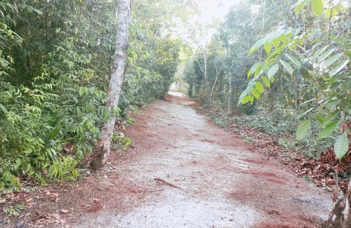 Manaus Resort | JUNGLE LIFE