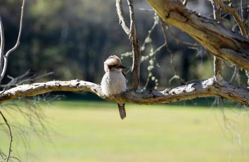 Katoomba Other | Katoomba Falls Tourist Park