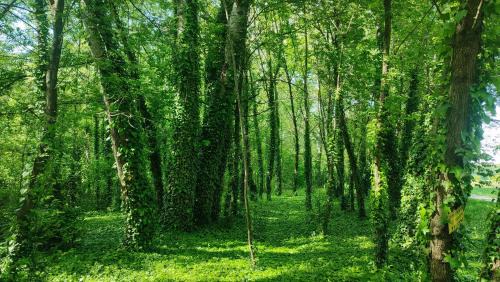 Szentendrei Other | Kisoroszi Szigetcsúcs Lakókocsi-Vissza a természetbe a Duna parton