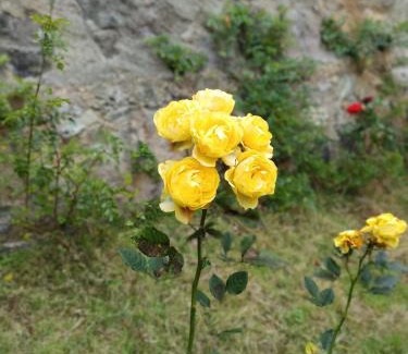 Kodaikanal Villa | KODAI RIYA PARADiSE