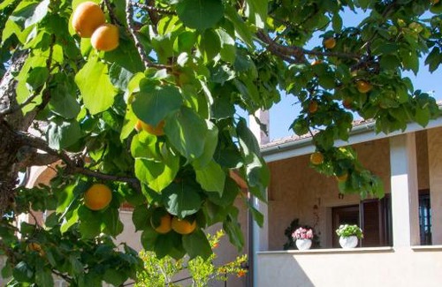 Cerreto Bed & Breakfast | L'Albicocco
