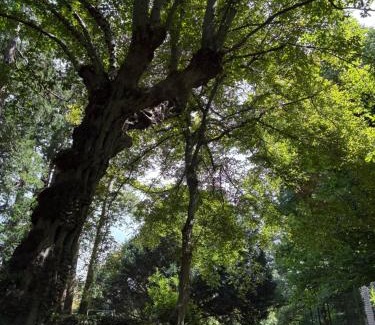 Somma Lombardo House | La Casa nel Bosco