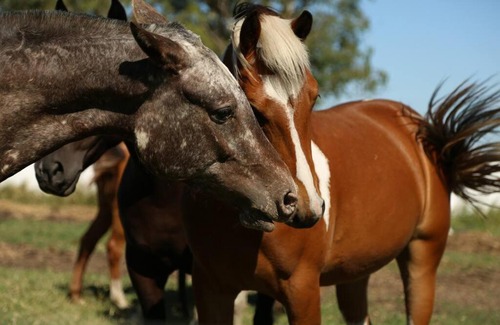Carlos Casares House | La Familia Campo- Carlos Casares