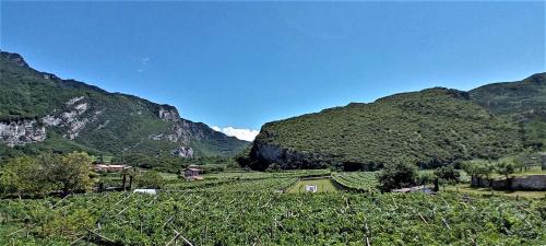 Nago-Torbole Apartment | La Masera Holiday - Vigneto