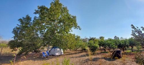 Muro Leccese Other | La Sosta del Viandante - Camping