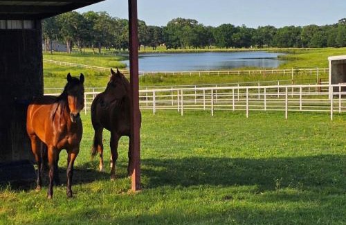 Emory House | Lakefront w Fire Pit, Lake Fun, and Horse Feeding
