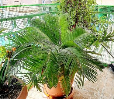 Athens Apartment | Large terrace apartment near city centre