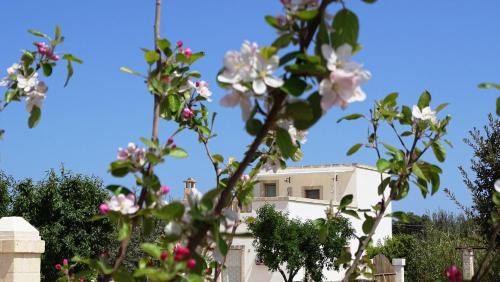 Fasano House | Le Fogge