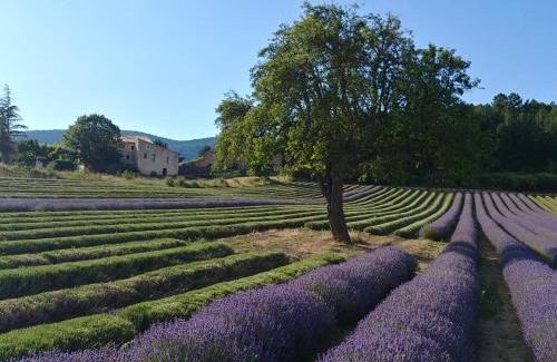 Sault Bed & Breakfast | Le Mas des Lavandes
