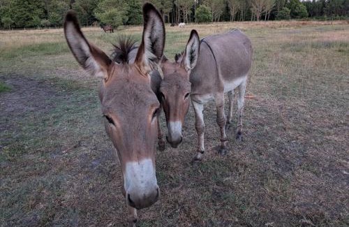 Saint-Jean-des-Ollieres Bed & Breakfast | Les Poneys Fringants