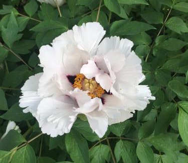 Polyana House | Liubava