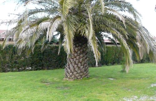 Argeles-sur-Mer Apartment | Location avec piscine et parking (n°2p)