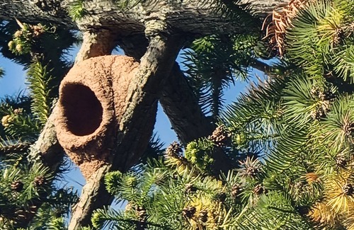 Piqueri Ski Chalet | Loft Advaya Acolhedor Pomar ,horta Vista Para Pedra Grande e Lago-atibaia-sp