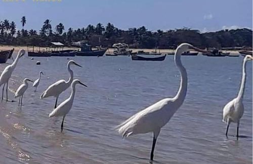 Caravelas House | Loft Terra Casa na Árvore