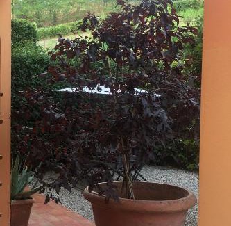 Impruneta Bed & Breakfast | Lulù