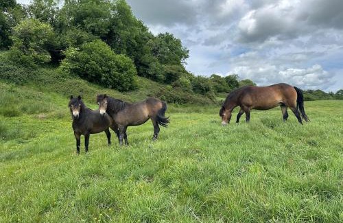 Beaminster House | Luxury 2 Bed Woodland Cottage on Rewilding Estate