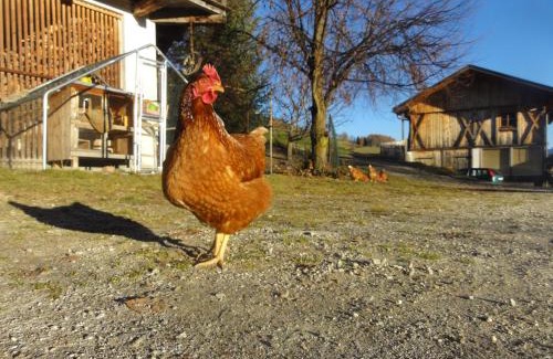 Terento Apartment | Mair am Graben Farm Chalets