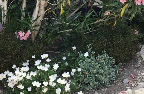 Sarrians House | Maison en provence 15mn from Avignon for festivals ! 5mn from the laces