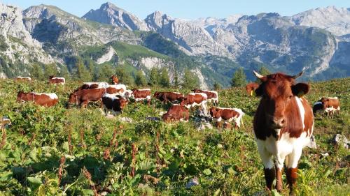 Oberau Apartment | Malterlehen-Berchtesgaden